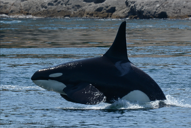 L121 Windsong | Killer Whale Wiki | Fandom L121 Windsong | Killer Whale Wiki | Fandom