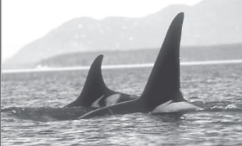 Killer Whale 完成品 MAJ12211.jpg?v=1681143812&