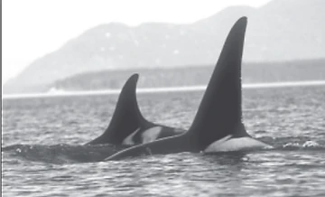 J18 Everett | Killer Whale Wiki | Fandom