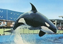 Haida. Photo provided by InherentlyWild.