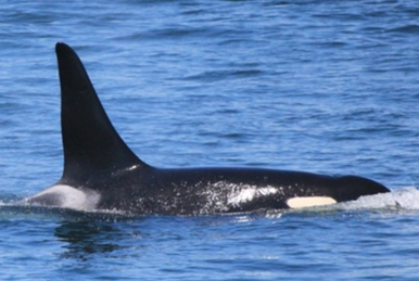 L121 Windsong | Killer Whale Wiki | Fandom L121 Windsong | Killer Whale Wiki | Fandom