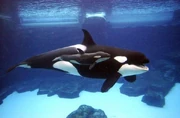 Nakai and Kasatka. Photo provided by SeaWorld.