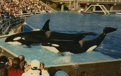 Kalina and Corky II. Photo provided by Legsla.