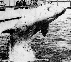 albino killer whale chimo