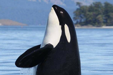 T046B1B Tl'uk | Killer Whale Wiki | Fandom