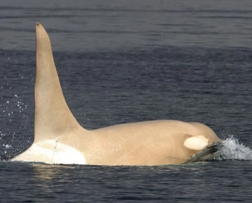 CO539 Iceberg | Killer Whale Wiki | Fandom