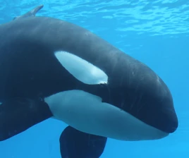 Aug 15 2022 kiska closeup