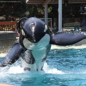 Photos of Keet | Killer Whale Wiki | Fandom