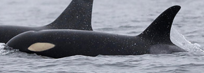 L121 Windsong | Killer Whale Wiki | Fandom L121 Windsong | Killer Whale Wiki | Fandom