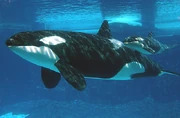 Takara and Kohana. Photo provided by SeaWorld.