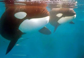 Katina and Taku. Photo provided by SMSea.