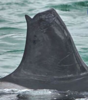 NZ44 Ragged Top | Killer Whale Wiki | Fandom