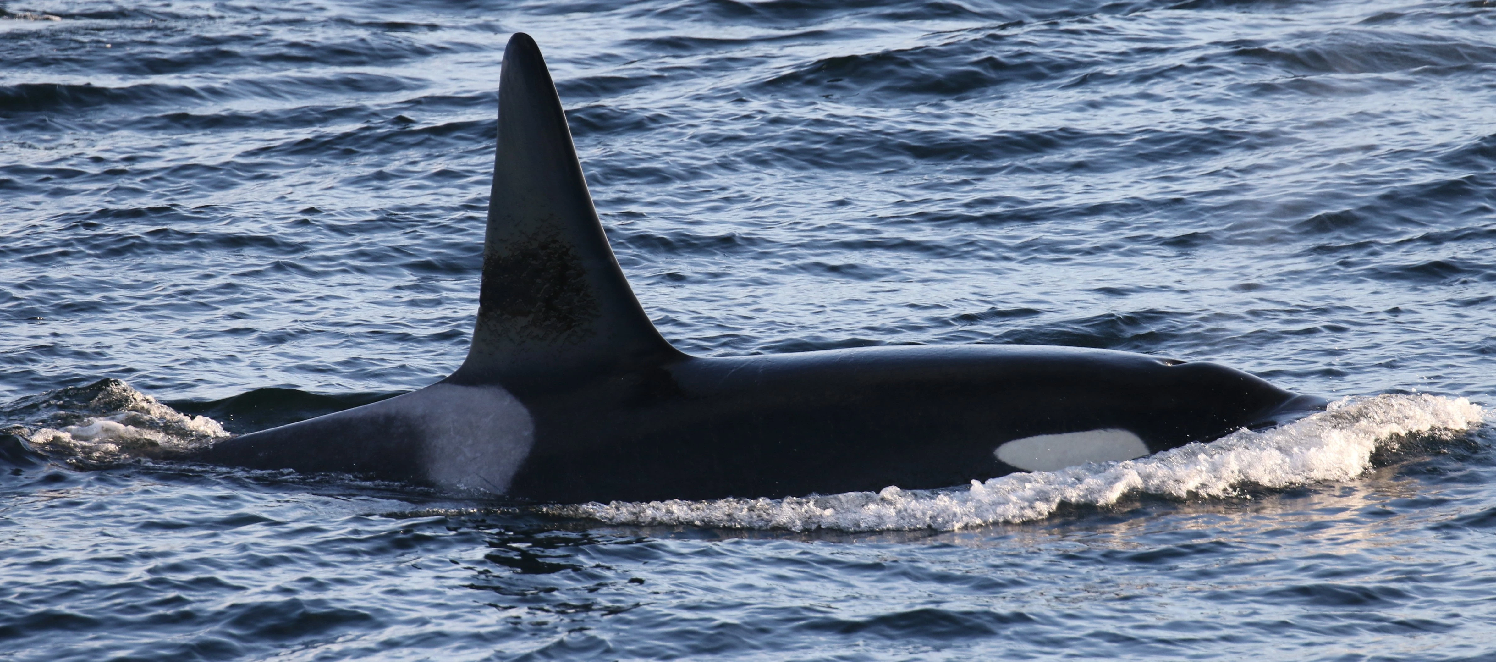 J39 Mako | Killer Whale Wiki | Fandom
