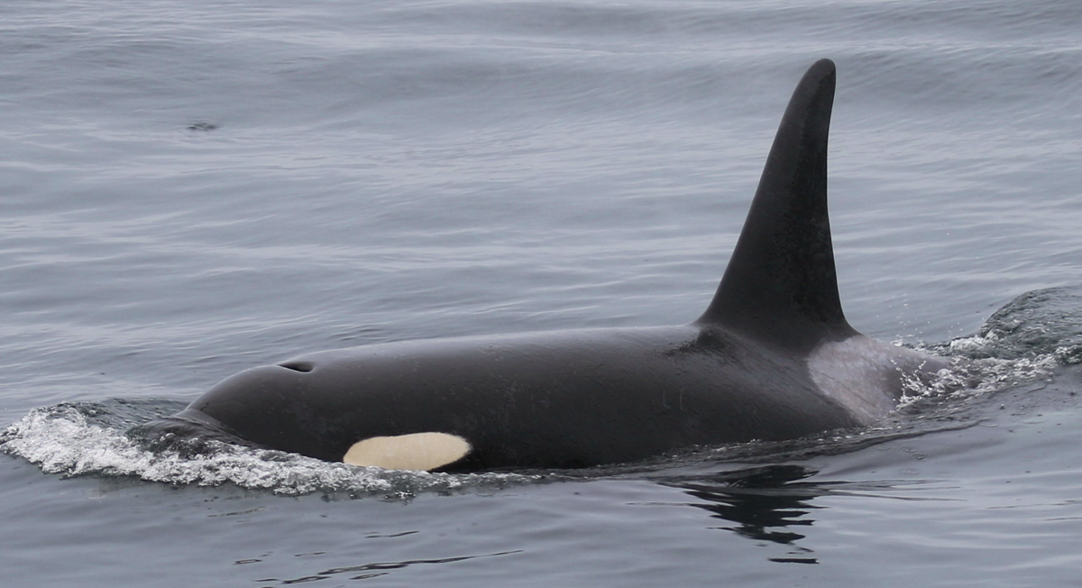期間限定値下げ！〜7/21 58%オフ！134R『The Whale511』 MAJ12211.jpg?crop=center&