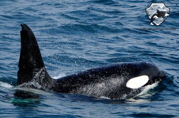 J24様 ORCA 360?cb=20201213040725
