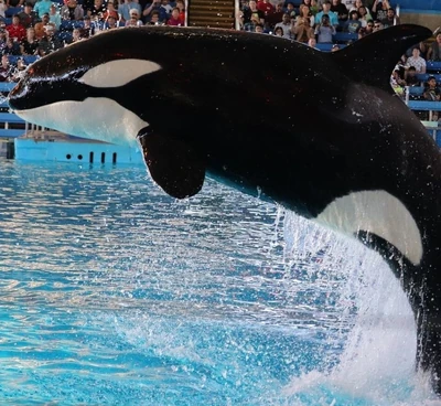 Kamea at SeaWorld San Antonio. Photo provided by floppyfinsphotography.