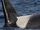 NKW-0001 Arrow
