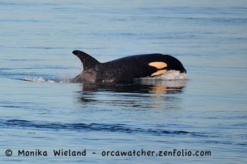 K44 Ripple | Killer Whale Wiki | Fandom