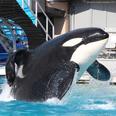 Photos of Keet | Killer Whale Wiki | Fandom