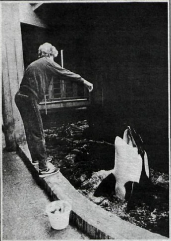 Killer whale being fed at the aquarium. Photo provided by Visir.
