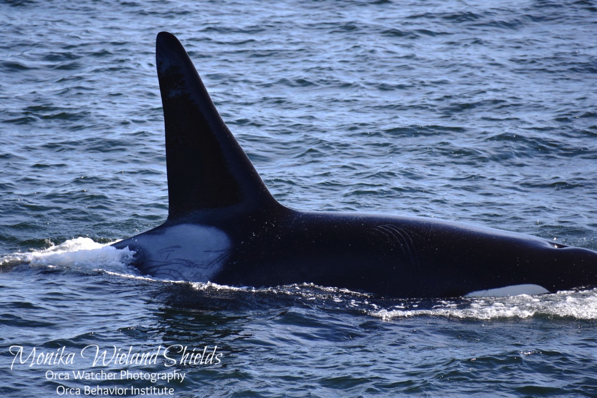 T002C1 Rocky | Killer Whale Wiki | Fandom T002C1 Rocky | Killer Whale Wiki | Fandom
