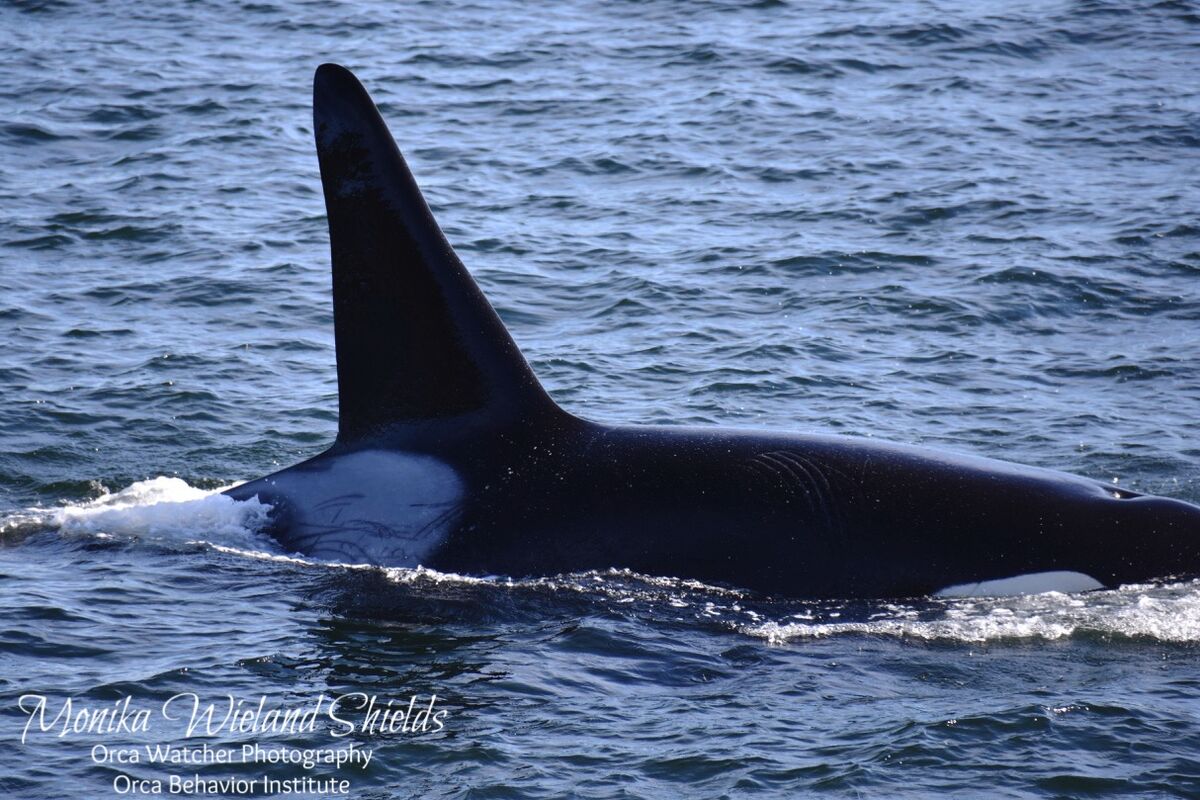 T002C1 Rocky | Killer Whale Wiki | Fandom T002C1 Rocky | Killer Whale Wiki | Fandom
