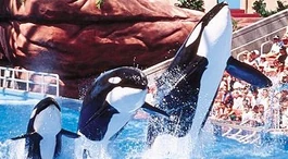 Keet, Kalina, and Kotar. Photo provided by SeaWorld.