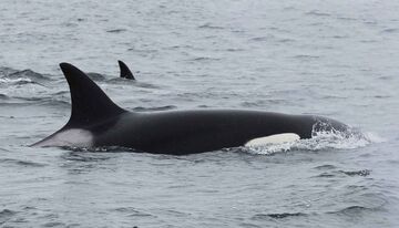 Orca, Killer Whale, Museum Quality Plastic Replica 8