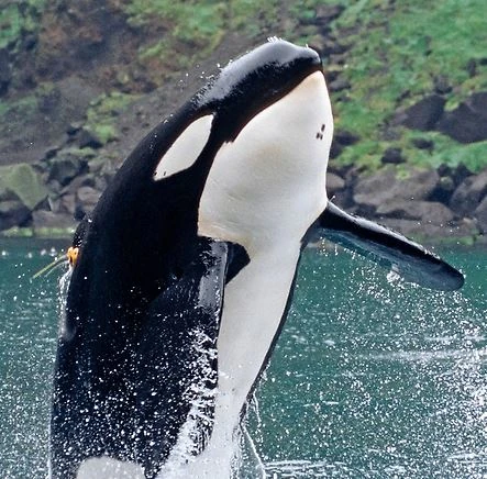Keiko | Killer Whale Wiki | Fandom