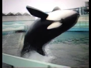 Sealand_of_the_Pacific's_Final_Days