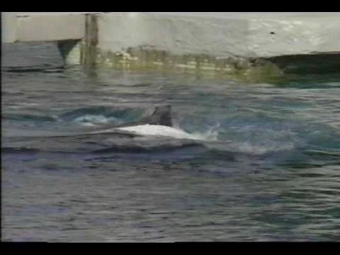 Finna,_Bjossa,_Whitewings,_and_K'yosha