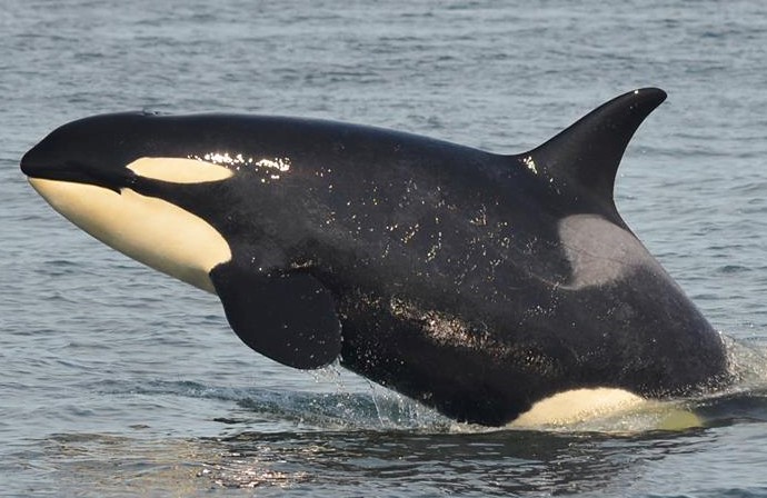 J35 Tahlequah | Killer Whale Wiki | Fandom