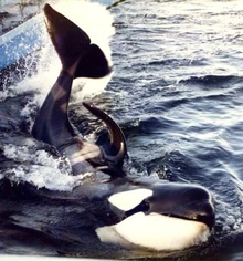 Nootka IV. Photo provided by Shaima Photography.