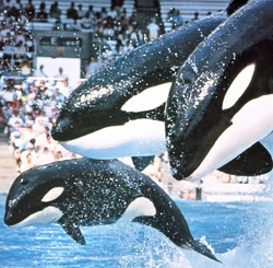 Kalina, Katina, and Katerina (front to back). Photo provided by Jason Lee Scott.