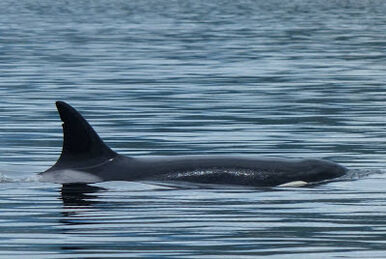 T023C Cindy | Killer Whale Wiki | Fandom