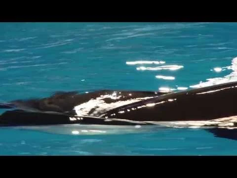 Takara_Giving_Birth_to_Kamea