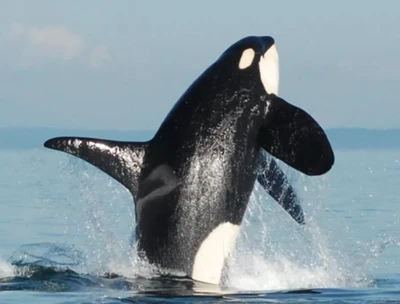 Photos of J26 Mike | Killer Whale Wiki | Fandom
