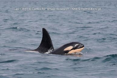 L121 Windsong | Killer Whale Wiki | Fandom L121 Windsong | Killer Whale Wiki | Fandom
