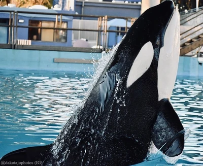 Kamea at SeaWorld San Antonio. Photo provided by dakotajophotos.