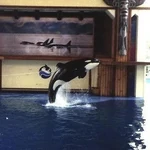 Kalina at SeaWorld Ohio. Photo provided by Rob G.