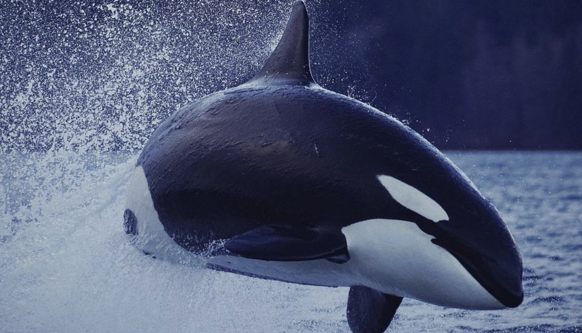 T023C Cindy | Killer Whale Wiki | Fandom