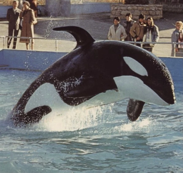 Kim Killer Whale Wiki Fandom