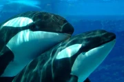 Takara and Kohana. Photo provided by Terry Hardie.