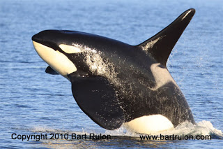 Killer Whale 完成品 Killer whale interlocking puzzle. - YouTube