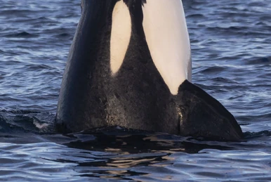 HW-OO05ETP-0019 Luna | Killer Whale Wiki | Fandom