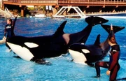 Nakai and Kasatka. Photo provided by Jason Lee Scott.