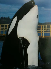 Keiko at the Oregon Coast Aquarium. Photo provided by LexiBuddy98.