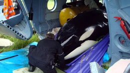 Narnia. Photo provided by Russian Orcas.