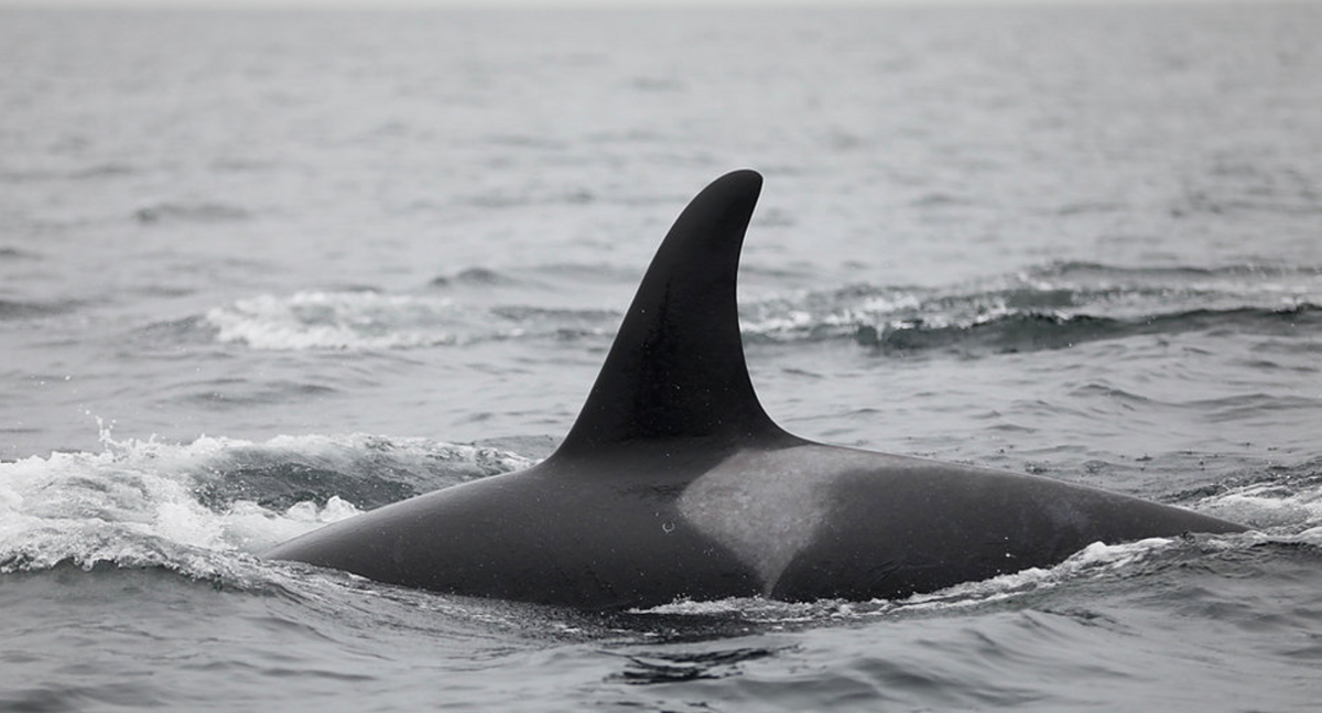 L119 Joy | Killer Whale Wiki | Fandom