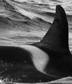 期間限定値下げ！〜7/21 58%オフ！134R『The Whale511』 MAJ12211.jpg?v=1681143812